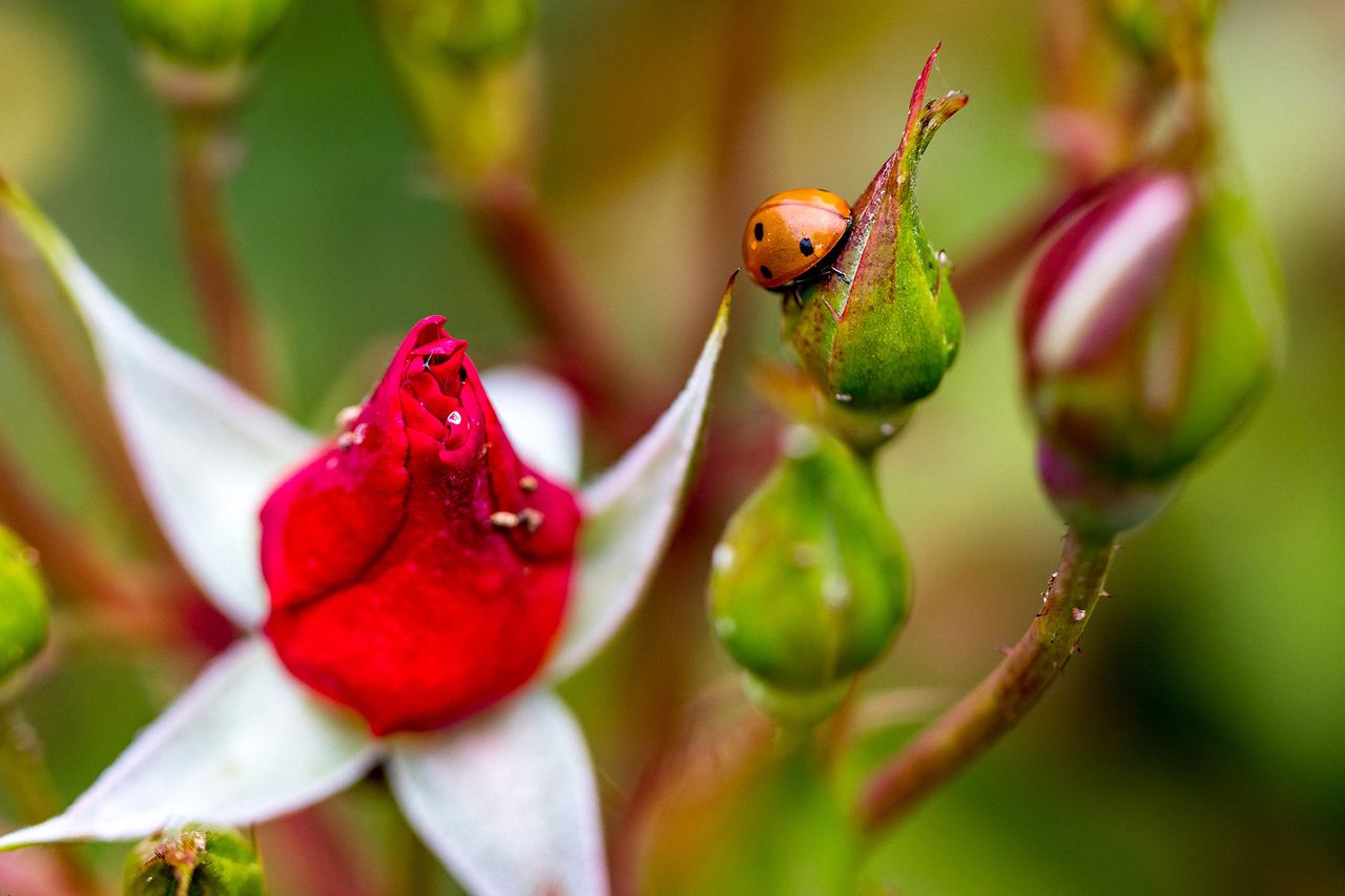 Macro photograph of a red and white flower